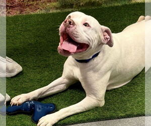 American Bulldog-Unknown Mix Dogs for adoption in Euless, TX, USA