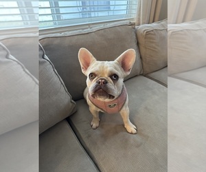 French Bulldog Puppy for sale in POST FALLS, ID, USA