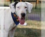 Small Great Dane Mix