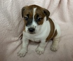 Puppy 2 Jack Russell Terrier