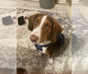 Banjo J - Male Beagle Dog for Adoption - Photo #5