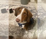Small Photo #5 Beagle Puppy For Sale in Tampa, FL, USA
