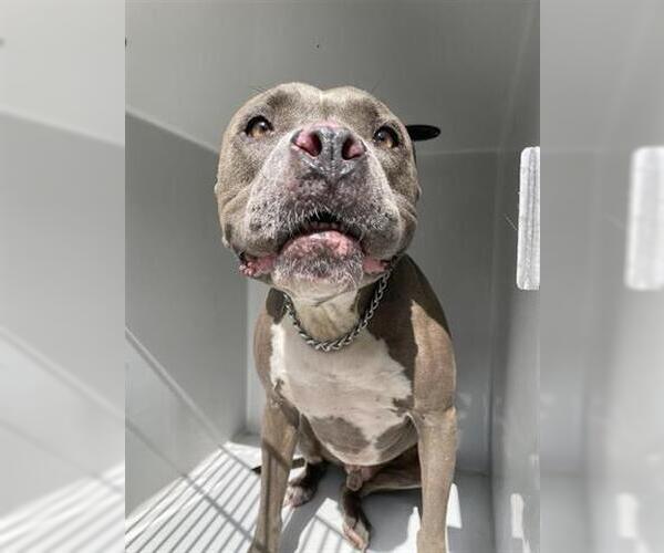 Medium Photo #1 Bullypit Puppy For Sale in Houston, TX, USA