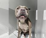 Small Bullypit