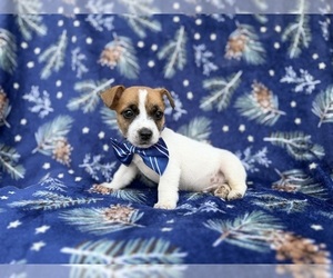 Jack Russell Terrier Puppy for sale in LAKELAND, FL, USA