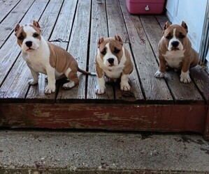 American Bully Litter for sale in HARMON, IL, USA