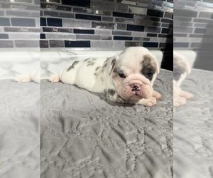 English Bulldog Puppy for Sale in CAMBRIDGE, Ohio USA