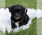Small Photo #5 Morkie Puppy For Sale in ROCK STREAM, NY, USA