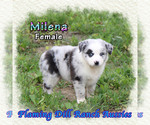 Puppy Milena Miniature Australian Shepherd