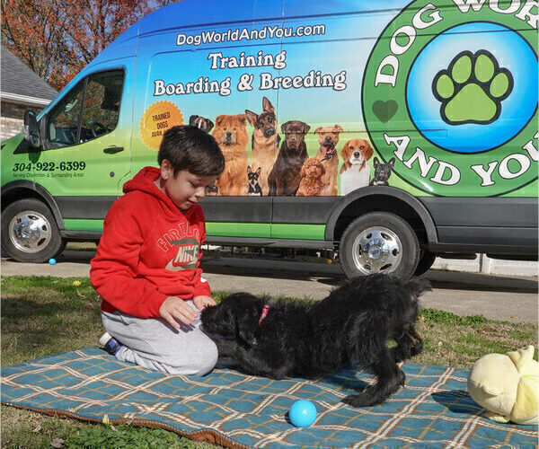 Medium Photo #2 Black Russian Terrier Puppy For Sale in S CHARLESTON, WV, USA