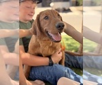 Small #2 Golden Retriever
