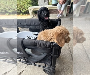 Goldendoodle Litter for sale in CHICAGO, IL, USA
