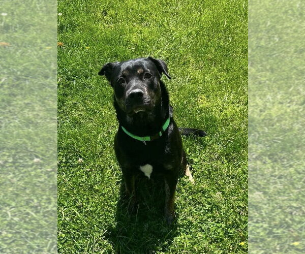 Medium Photo #2 Shepweiller Puppy For Sale in Osgood, IN, USA