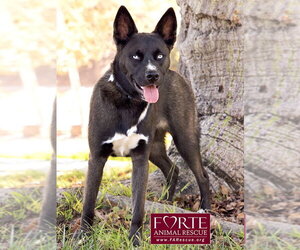 Sky - Female Border Collie-Siberian Husky Mix Dog for Adoption - Photo #14
