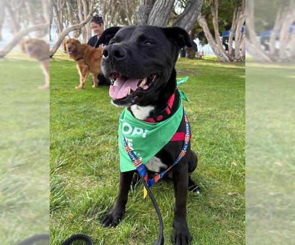 Medium Photo #5 Mutt Puppy For Sale in Chula Vista, CA, USA