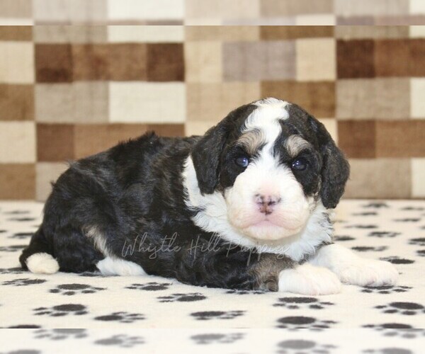 Medium Photo #4 Bernedoodle (Miniature) Puppy For Sale in DENVER, PA, USA