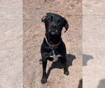 Small #8 Labrador Retriever Mix