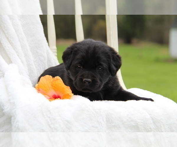 Medium Photo #14 Labrador Retriever Puppy For Sale in HYDE PARK, VT, USA