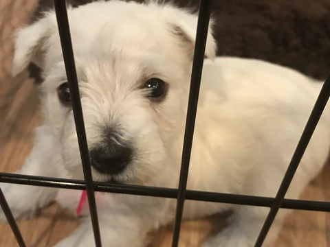 Medium Photo #1 West Highland White Terrier Puppy For Sale in LOUISVILLE, KY, USA