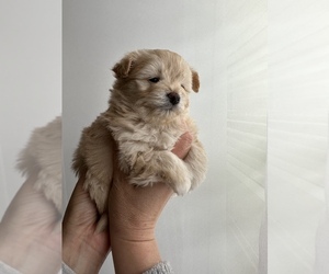 Pomeranian-YorkiePoo Mix Puppy for sale in VANCOUVER, WA, USA