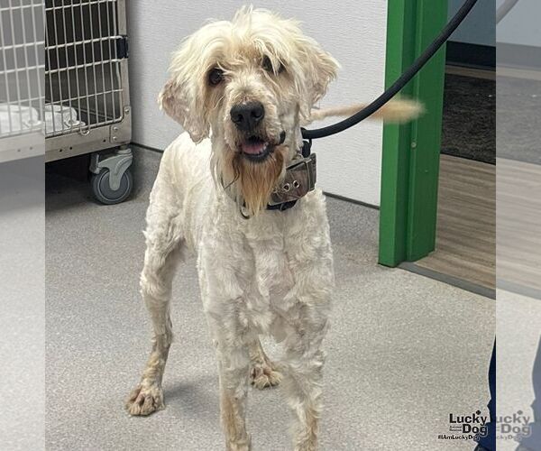 Medium Photo #2 Labradoodle Puppy For Sale in Washington, DC, USA