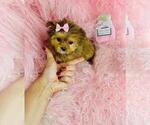 Small #4 Yorkshire Terrier
