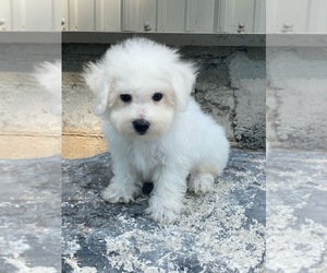 Bichon Frise Puppy for sale in CANOGA, NY, USA