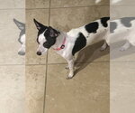 Small #5 Chihuahua Mix