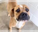 Small #2 Boxer