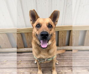 Newton - Male Mutt Dog for Adoption - Photo #5