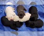 Puppy 9 Labrador Retriever