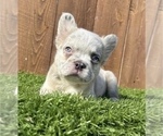 Small Photo #3 French Bulldog Puppy For Sale in BAKERSFIELD, CA, USA