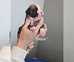 Puppy Olive Boxer