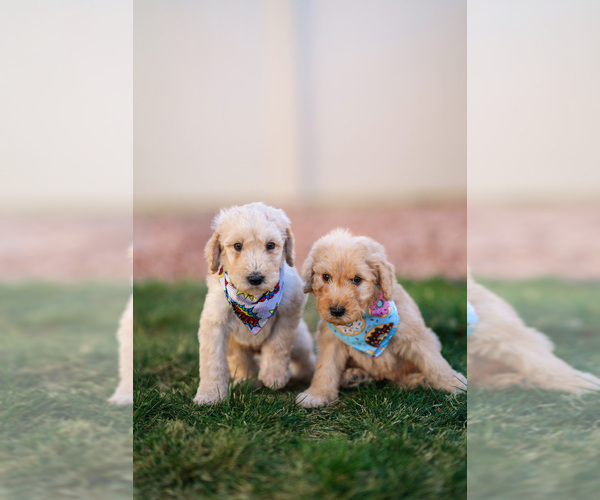 Medium Photo #16 Goldendoodle Puppy For Sale in COLORADO SPRINGS, CO, USA