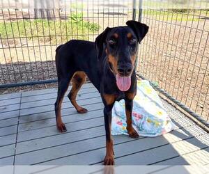 Doberman Pinscher Dogs for adoption in Orange, CA, USA