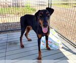Small Doberman Pinscher