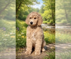 Poodle (Standard) Puppy for sale in MODESTO, CA, USA