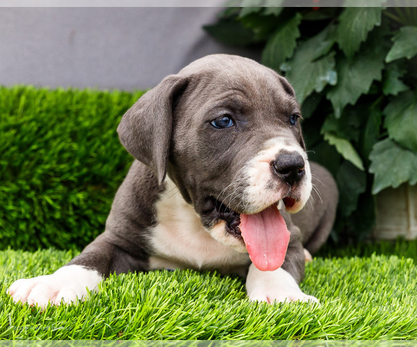 Medium Photo #71 Great Dane Puppy For Sale in WAKARUSA, IN, USA