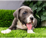 Small #9 Great Dane