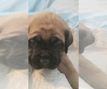 Small Photo #31 Mastiff Puppy For Sale in FULTON, NY, USA