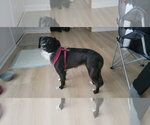 Small #6 Border Terrier Mix
