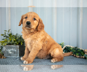 Medium Golden Retriever