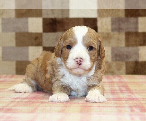 Medium Photo #7 Bernedoodle (Miniature)-Cavapoo (Miniature) Mix Puppy For Sale in DENVER, PA, USA