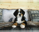 Puppy Bennie Bernese Mountain Dog