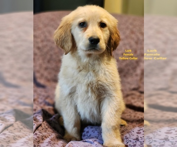 Medium Photo #2 Golden Labrador Puppy For Sale in SAYRE, PA, USA