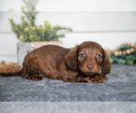 Small #2 Dachshund
