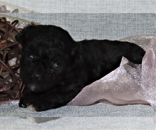 Medium Photo #4 Poodle (Miniature) Puppy For Sale in MEMPHIS, MO, USA