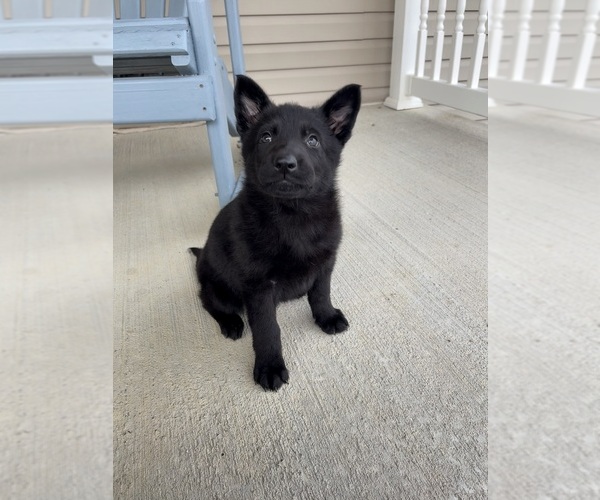 Medium Photo #4 German Shepherd Dog Puppy For Sale in WEST LIBERTY, KY, USA