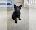 Small #3 German Shepherd Dog