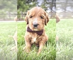 Puppy Mr Brown Goldendoodle